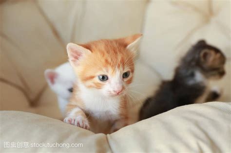 猫来家里生孩子风水|宠物风水：养猫也有风水吗？猫咪在风水上代表什么？